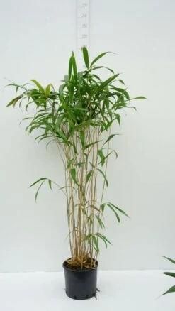 Pseudosasa Japonica Tsutsumiana - Pot 10 Ltr -Planten Winkel 1976237133