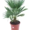 Chamaerops Humilis - Stam 10-20 Cm - Totale Hoogte 100-120 Cm - Pot Ø 32 Cm -Planten Winkel 1976309529