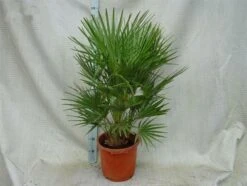 Chamaerops Humilis - Stam 10-20 Cm - Totale Hoogte 100-120 Cm - Pot Ø 32 Cm -Planten Winkel 1976309532