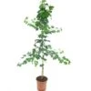 Ginkgo Biloba 10 Ltr [pallet] -Planten Winkel 1978142934