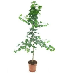 Ginkgo Biloba 10 Ltr [pallet]