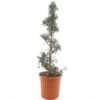 Olea Europaea Spiraal - Totale Hoogte 130-150 Cm - Pot Ø 35 Cm -Planten Winkel 1978650792
