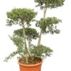 Olea Europaea - Bonsai - Totale Hoogte 140-160 Cm - Pot Ø 40 Cm [pallet] -Planten Winkel 1978650801
