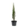 Juniperus Scopulorum Blue Arrow - Pot 3 Ltr