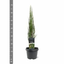 Juniperus Scopulorum Blue Arrow - Pot 3 Ltr -Planten Winkel 1979078499