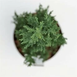 Juniperus Scopulorum Blue Arrow - Pot 3 Ltr -Planten Winkel 1979078502