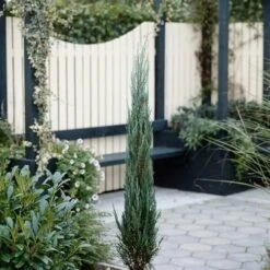 Juniperus Scopulorum Blue Arrow - Pot 3 Ltr -Planten Winkel 1979078505