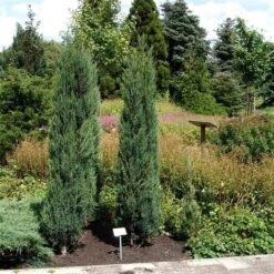 Juniperus Scopulorum Blue Arrow - Pot 3 Ltr -Planten Winkel 1979078511