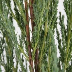 Juniperus Scopulorum Blue Arrow - Pot 3 Ltr -Planten Winkel 1979078517