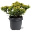 Pinus Mugo Carstens Wintergold - Pot 5 Ltr