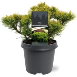 Pinus Mugo Carstens Wintergold - Pot 5 Ltr -Planten Winkel 1979118051