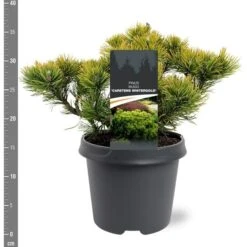 Pinus Mugo Carstens Wintergold - Pot 5 Ltr -Planten Winkel 1979118054