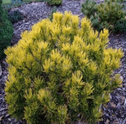 Pinus Mugo Carstens Wintergold - Pot 5 Ltr -Planten Winkel 1979118063