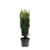 Taxus Baccata David - Totale Hoogte 70-80 Cm - Pot 5 Ltr -Planten Winkel 1979131647