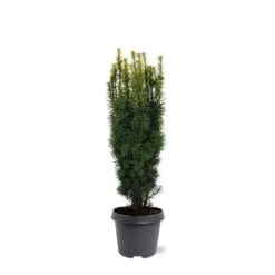 Taxus Baccata David - Totale Hoogte 70-80 Cm - Pot 5 Ltr