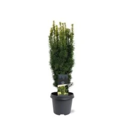 Taxus Baccata David - Totale Hoogte 70-80 Cm - Pot 5 Ltr -Planten Winkel 1979131653