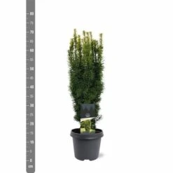 Taxus Baccata David - Totale Hoogte 70-80 Cm - Pot 5 Ltr -Planten Winkel 1979131656