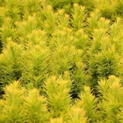 Taxus Baccata David - Totale Hoogte 70-80 Cm - Pot 5 Ltr -Planten Winkel 1979131659
