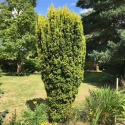 Taxus Baccata David - Totale Hoogte 70-80 Cm - Pot 5 Ltr -Planten Winkel 1979131665