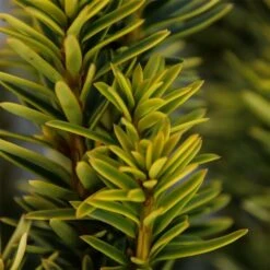 Taxus Baccata David - Totale Hoogte 70-80 Cm - Pot 5 Ltr -Planten Winkel 1979131668