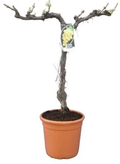 Vitis Vinifera - Totale Hoogte 80-120 Cm - Pot Ø 33 Cm -Planten Winkel 1979327544