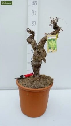 Vitis Vinifera - Totale Hoogte 80-120 Cm - Pot Ø 33 Cm -Planten Winkel 1979327547