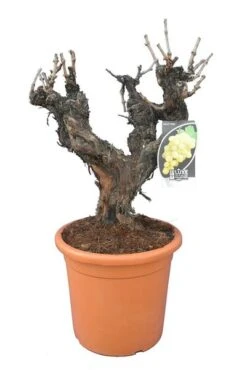 Vitis Vinifera - Pot Ø 50cm - Totale Hoogte 130-150 Cm [pallet] -Planten Winkel 1979327580