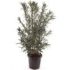 Nerium Oleander Wit - Pot Ø 40 Cm -Planten Winkel 1979342727