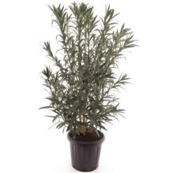 Nerium Oleander Wit - Pot Ø 40 Cm