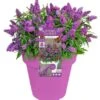 Buddleja Davidii Butterfly Candy Little Purple - Pot 3 Ltr