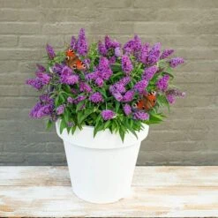 Buddleja Davidii Butterfly Candy Little Purple - Pot 3 Ltr -Planten Winkel 1980160116