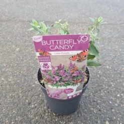 Buddleja Davidii Butterfly Candy Little Purple - Pot 3 Ltr -Planten Winkel 1980160119
