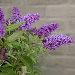 Buddleja Davidii Butterfly Candy Little Purple - Pot 3 Ltr -Planten Winkel 1980160122