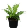 Blechnum Gibbum Silver Lady Pot Ø 15 Cm -Planten Winkel 1980321330