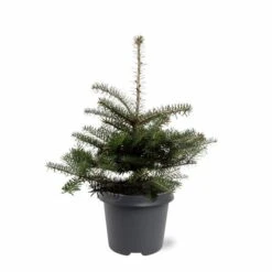 Abies Koreana - Totale Hoogte 50-60 Cm - Pot 5 Ltr