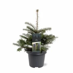 Abies Koreana - Totale Hoogte 50-60 Cm - Pot 5 Ltr -Planten Winkel 1980914073