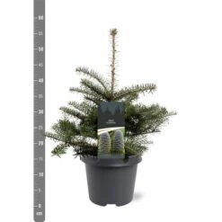 Abies Koreana - Totale Hoogte 50-60 Cm - Pot 5 Ltr -Planten Winkel 1980914076