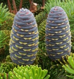 Abies Koreana - Totale Hoogte 50-60 Cm - Pot 5 Ltr -Planten Winkel 1980914079
