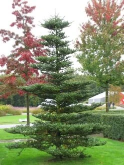 Abies Koreana - Totale Hoogte 50-60 Cm - Pot 5 Ltr -Planten Winkel 1980914082