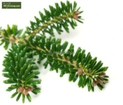 Abies Koreana - Totale Hoogte 50-60 Cm - Pot 5 Ltr -Planten Winkel 1980914085