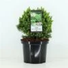 Picea Glauca Alberta Globe - Pot 5 Ltr -Planten Winkel 1980914208