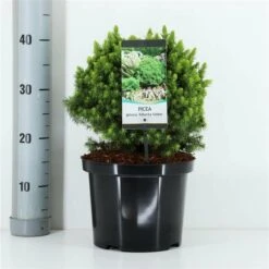 Picea Glauca Alberta Globe - Pot 5 Ltr -Planten Winkel 1980914211