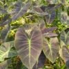 Colocasia Esculenta Royal Hawaiian Aloha - Pot 11 X 11 Cm -Planten Winkel 1981537350