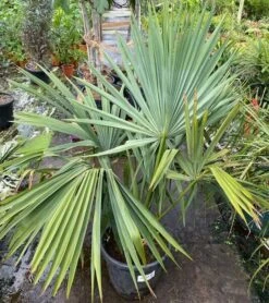 Sabal Yapa - Pot Ø 40 Cm [pallet] -Planten Winkel 1981690041