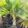 Pritchardia Hillebrandii - Pot Ø 40 Cm [pallet] -Planten Winkel 1981849149