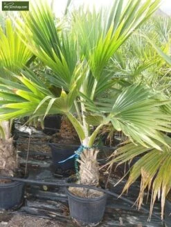 Pritchardia Hillebrandii - Pot Ø 40 Cm [pallet]