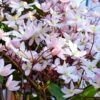 Clematis Armandii Apple Blossom - Pot 2 Ltr -Planten Winkel 1981859355