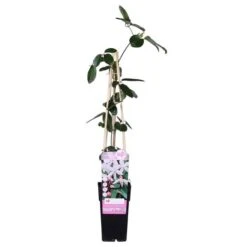 Clematis Armandii Apple Blossom - Pot 2 Ltr -Planten Winkel 1981859358