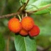 Arbutus Unedo - Totale Hoogte 60-80 Cm - Pot 8,4 Ltr -Planten Winkel 1981865634