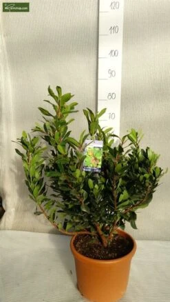 Arbutus Unedo - Totale Hoogte 60-80 Cm - Pot 8,4 Ltr -Planten Winkel 1981865637